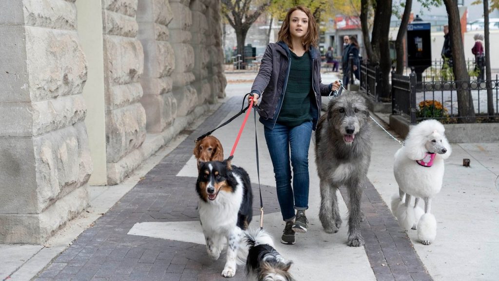 سفر یک سگ